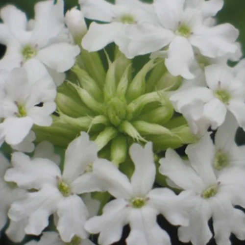 377-1.webp GLANDULARIA HIBRIDA INTA - Imagen 1