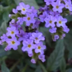 HELIOTROPUM AMPLEXICAULE