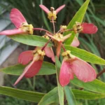 HETEROPTERIS ANGUSTIFOLIA
