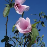HIBISCUS STRIATUS