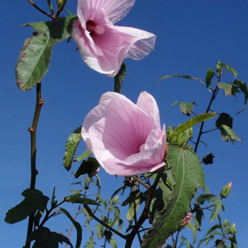 381-1.webp HIBISCUS STRIATUS - Imagen 1