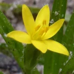 HIPOXIS DECUMBENS