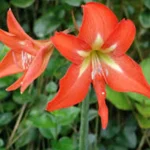 HIPPEASTRUM PETIOLATUM