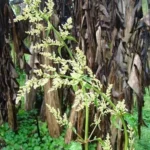 IRESINE DIFFUSA