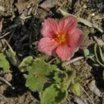 KAPROCICKASIA FLAVESCENS
