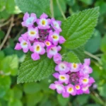 LANTANA MEGAPOTAMICA