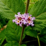 LIPPIA ALBA