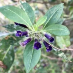 LYCIUM CESTROIDES