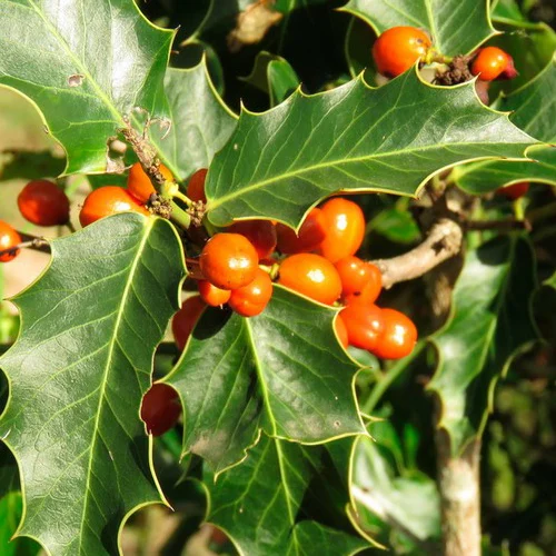 390-1.webp MAYTENUS ILICIFOLIA - Imagen 1