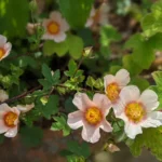 MODIOLASTRUM LATERITIUM