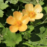 MODIOLASTRUM MALVIFOLIUM