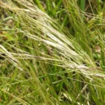 NASELLA NEESIANA