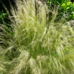 NASELLA TENUISSIMA