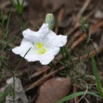 NIEREMBERGIA LINARIAEFOLIA