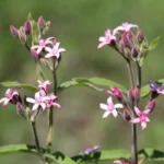 OXIPETALUM SOLANOIDES
