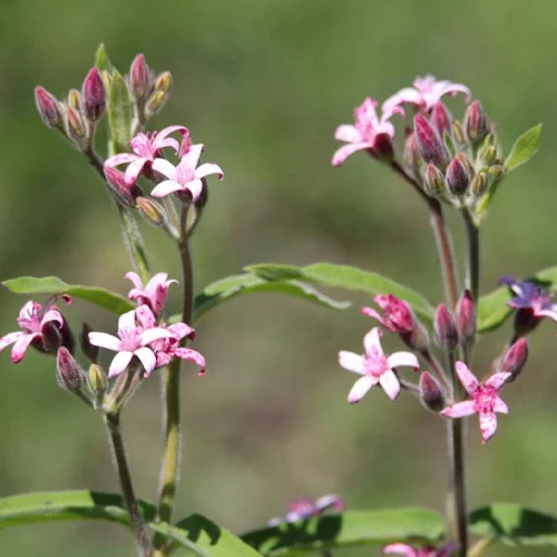 401-1.webp OXIPETALUM SOLANOIDES - Imagen 1