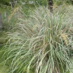 PASPALUM EXALTATUM