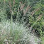 PASPALUM HAUMANII
