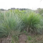PASPALUM QUADRIFARIUM