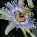 PASSIFLORA CAERULEA