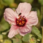 PAVONIA HASTATA