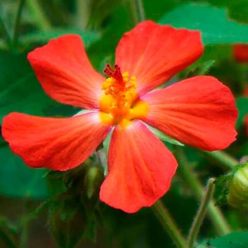 407-1.webp PAVONIA MISSIONUM - Imagen 1