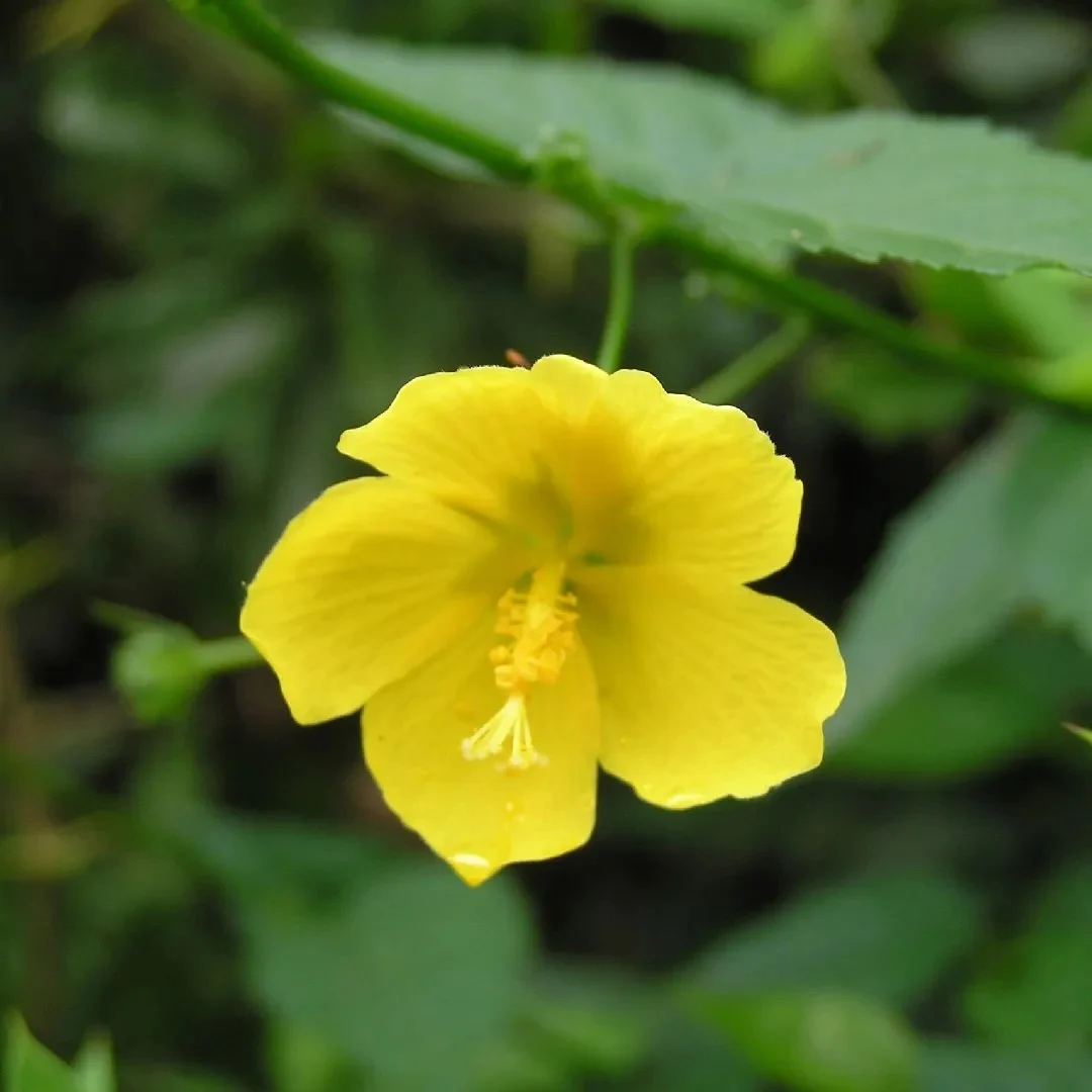 408-1.webp PAVONIA SEPIUM - Imagen 1