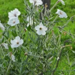 PETUNIA AXILARIS