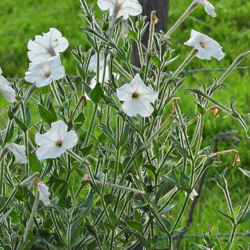 409-1.webp PETUNIA AXILARIS - Imagen 1