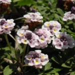 PHYLLA NODIFLORA