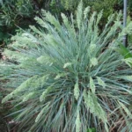POA IRIDIFOLIA