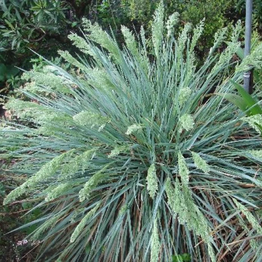 412-1.webp POA IRIDIFOLIA - Imagen 1