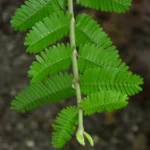 PORLIERIA MICROPHYLA