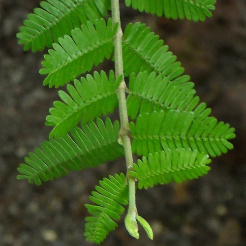413-1.webp PORLIERIA MICROPHYLA - Imagen 1