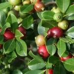 PSIDIUM LITTORALE