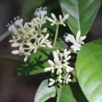 PSYCHOTRIA CARTHAGENENSIS