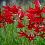 RHODOPHIALA BIFIDA