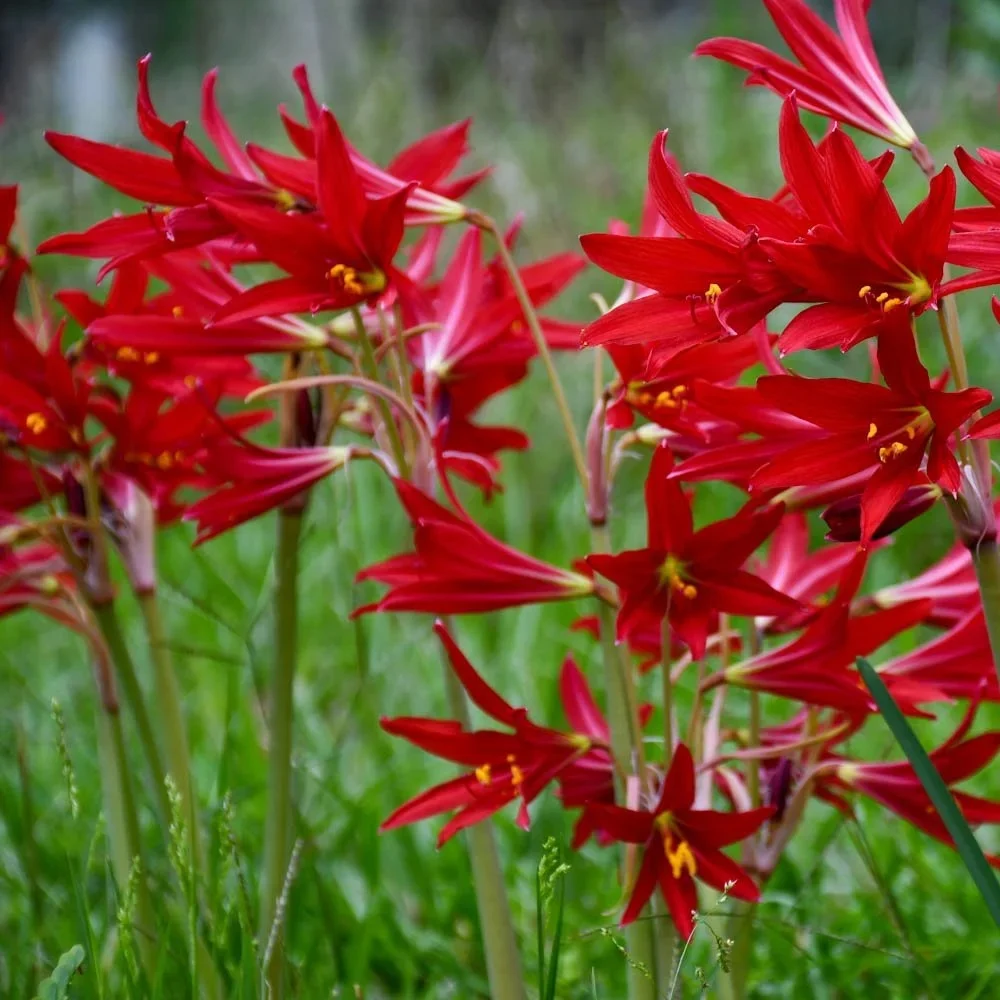 416-1.webp RHODOPHIALA BIFIDA - Imagen 1