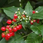 RIVINA HUMILIS