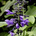 SALVIA GUARANITICA