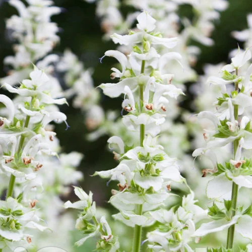 419-1.webp SALVIA PALLIDA BLANCA - Imagen 1