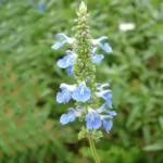 SALVIA PALLIDA CELESTE