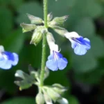 SALVIA PROCURRENS