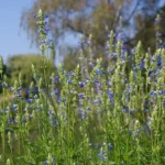 SALVIA ULIGINOSA