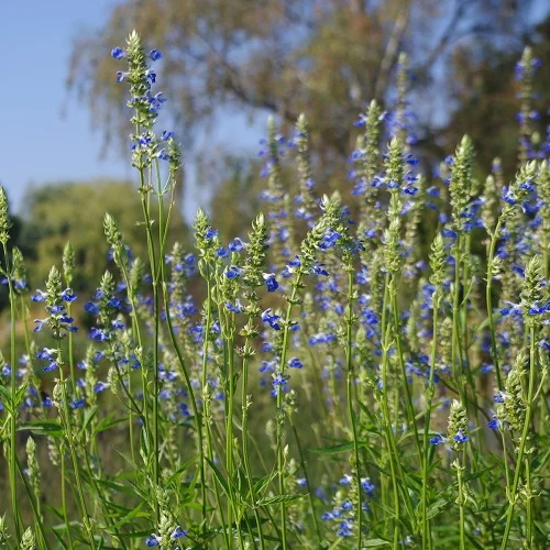 422-1.webp SALVIA ULIGINOSA - Imagen 1