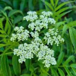 SAMBUCUS AUSTRALIS