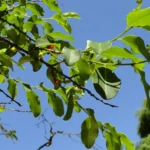 SCHEAFFORTIA ARGENTINIENSIS