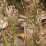 SCHIZACHYRIUM CONDENSATUM