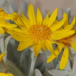 SENECIO CRASSIFLORUS