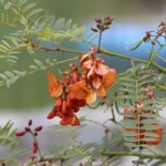 SESBANIA PUNICEA